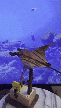 Manta Ray